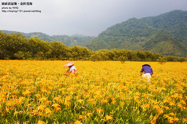 日月潭金針花海-頭社活盆地 (21)
