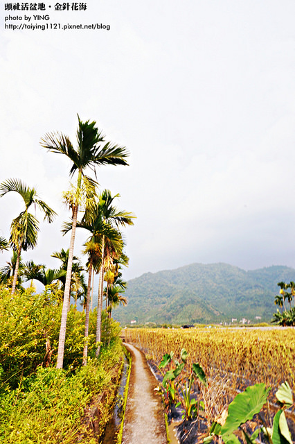 日月潭金針花海-頭社活盆地 (6)