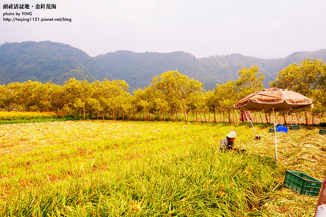 日月潭金針花海-頭社活盆地 (27)
