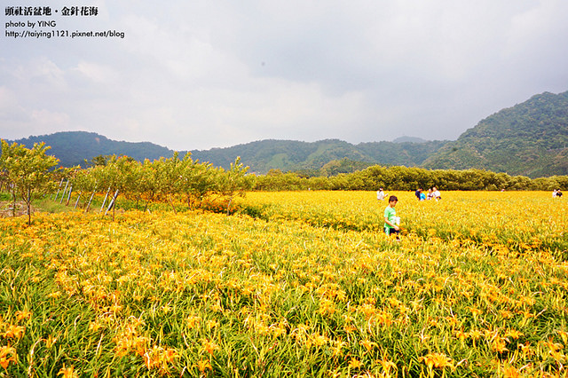 日月潭金針花海-頭社活盆地 (17)