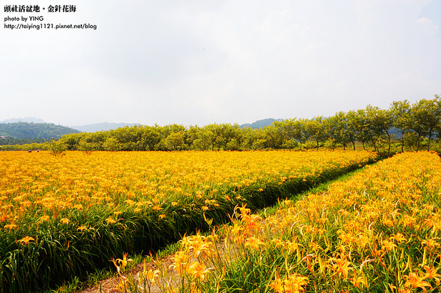 日月潭金針花海-頭社活盆地 (30)