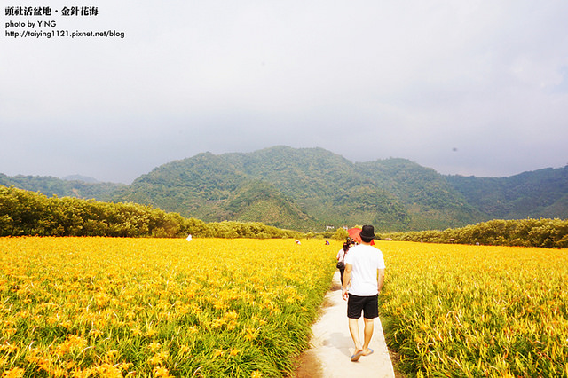 日月潭金針花海-頭社活盆地 (18)