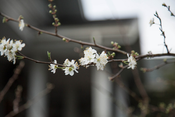 黃慶果園民宿：[南投-清境]渡假推薦 庭園民宿小木屋 黃慶果園民宿