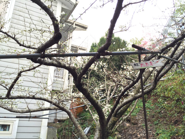 黃慶果園民宿：[南投-清境]渡假推薦 庭園民宿小木屋 黃慶果園民宿