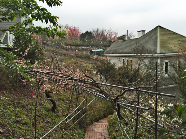黃慶果園民宿：[南投-清境]渡假推薦 庭園民宿小木屋 黃慶果園民宿