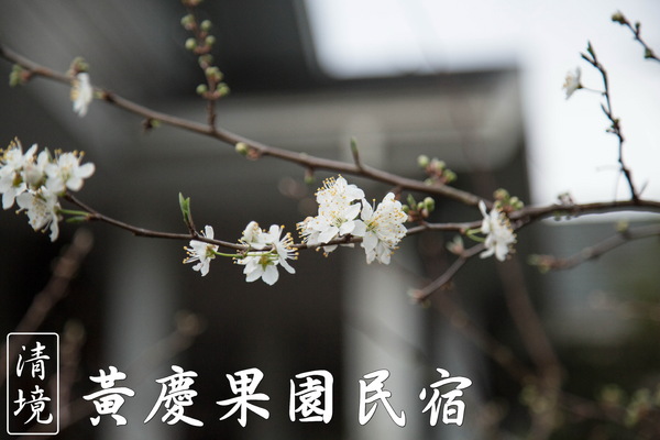 黃慶果園民宿：[南投-清境]渡假推薦 庭園民宿小木屋 黃慶果園民宿