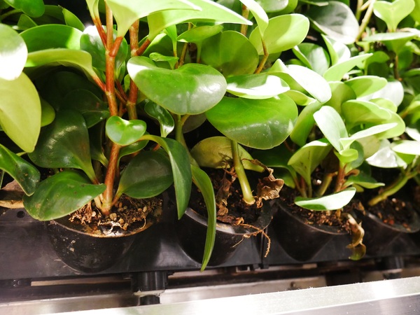 瓦法奇朵(台北車站店)：【瓦法奇朵(台北車站店)】美國安格斯牛大肋眼12 oz松露薯條佐XO醬美奶滋表現出色