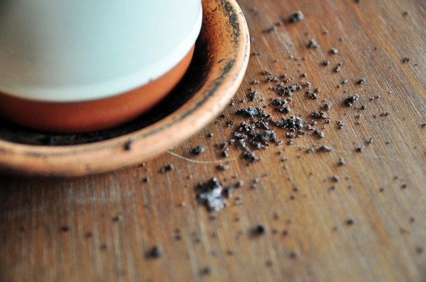 天生澳客:【高雄】天生澳客.來來來當澳客啦.桑尼瘦不了