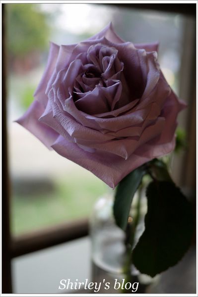 森 咖啡 morikoohii:嘉義‧Morikoohii 森咖啡