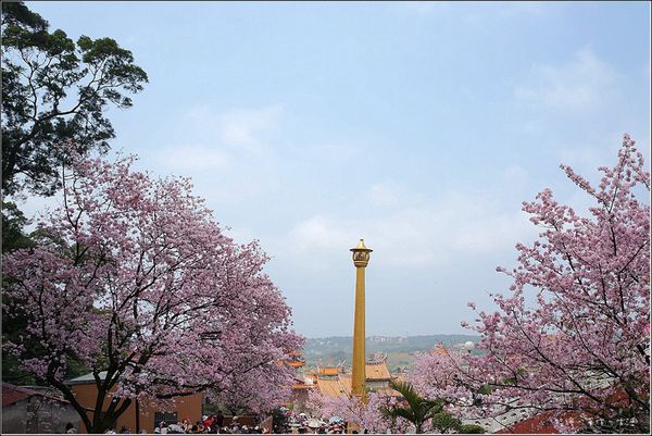 sakura09.jpg
