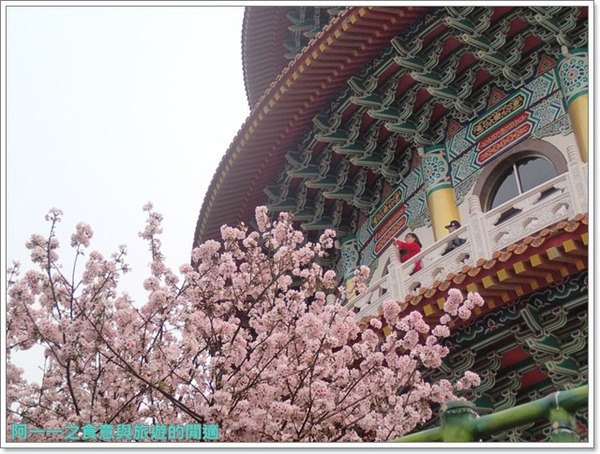 無極天元宮:淡水 天元宮~賞爆炸吉野櫻