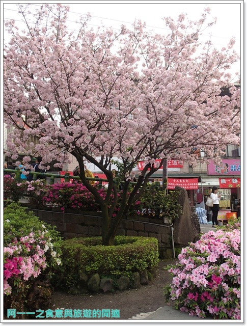 無極天元宮:淡水 天元宮~賞爆炸吉野櫻