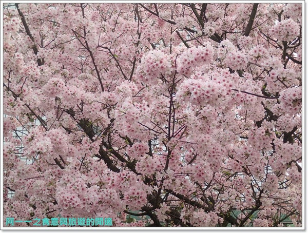 無極天元宮:淡水 天元宮~賞爆炸吉野櫻