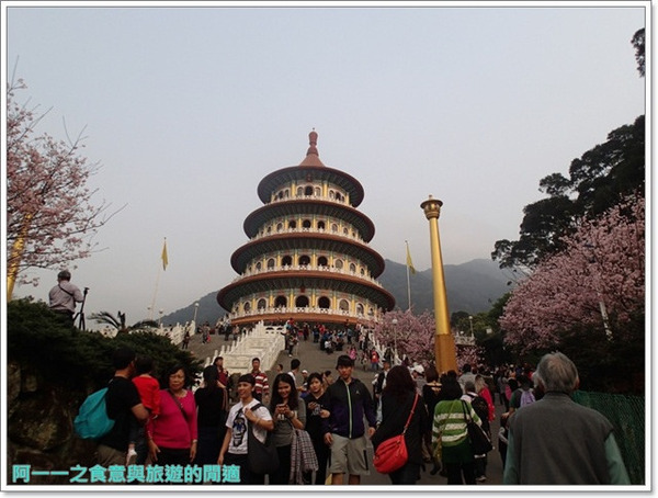 無極天元宮:淡水 天元宮~賞爆炸吉野櫻