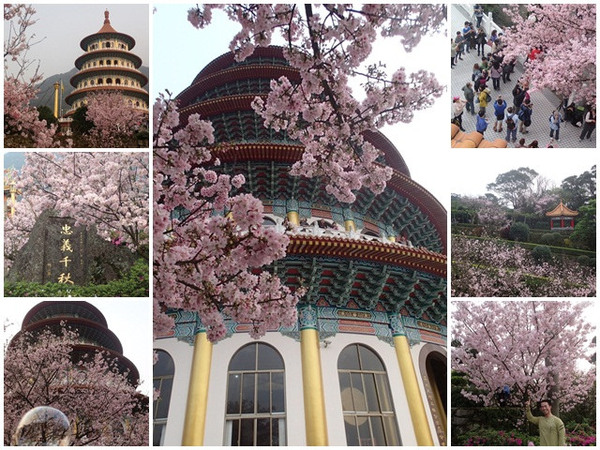 無極天元宮:淡水 天元宮~賞爆炸吉野櫻