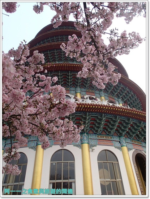無極天元宮:淡水 天元宮~賞爆炸吉野櫻