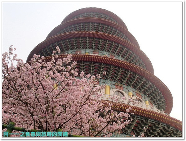 無極天元宮:淡水 天元宮~賞爆炸吉野櫻