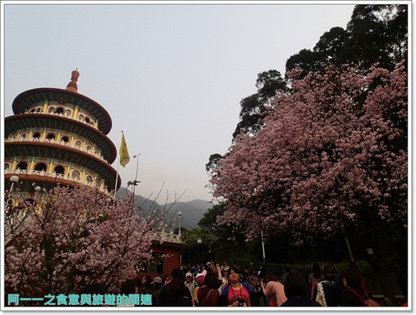 無極天元宮:淡水 天元宮~賞爆炸吉野櫻