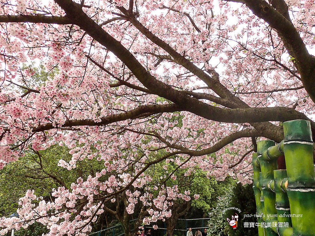 20150317淡水天元宮櫻花