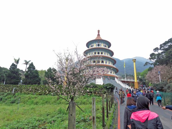 【台北旅遊】淡水天元宮-2016最新櫻花盛開資訊