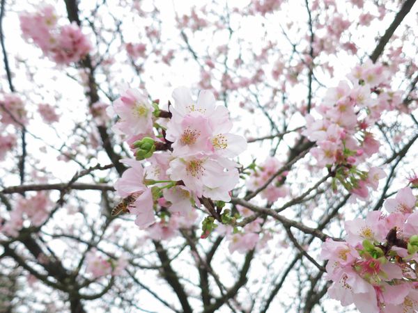 【台北旅遊】淡水天元宮-2016最新櫻花盛開資訊