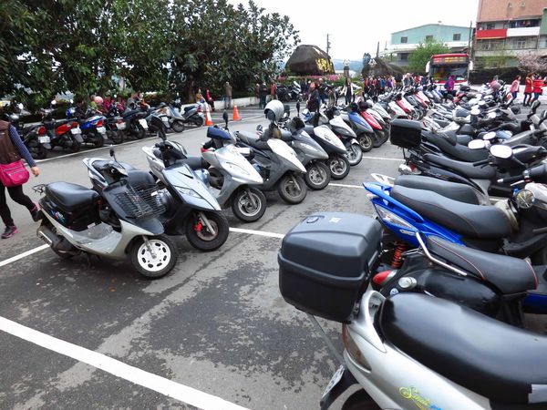 【台北旅遊】淡水天元宮-2016最新櫻花盛開資訊