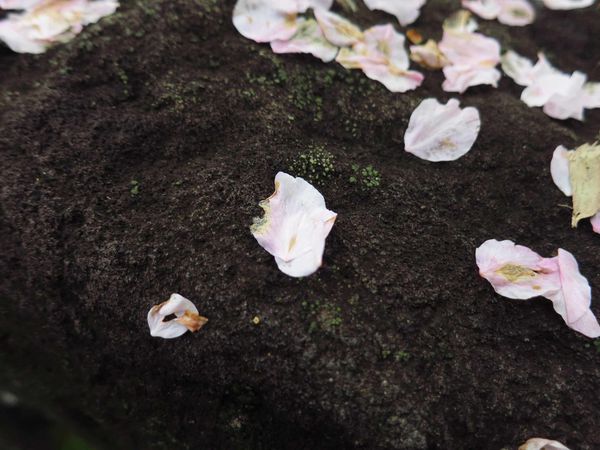 【台北旅遊】淡水天元宮-2016最新櫻花盛開資訊