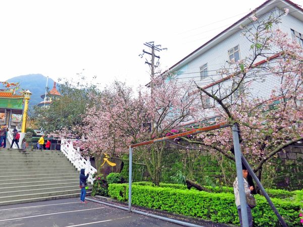 【台北旅遊】淡水天元宮-2016最新櫻花盛開資訊