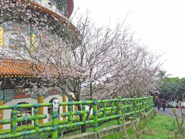 【台北旅遊】淡水天元宮-2016最新櫻花盛開資訊