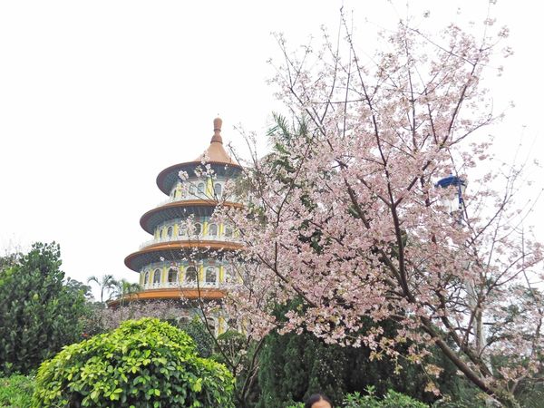 【台北旅遊】淡水天元宮-2016最新櫻花盛開資訊