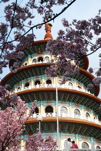 無極天元宮：2015淡水‧天元宮吉野櫻