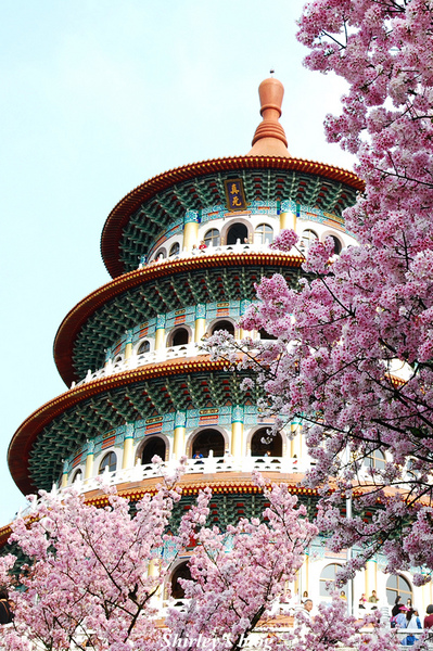 無極天元宮：2015淡水‧天元宮吉野櫻