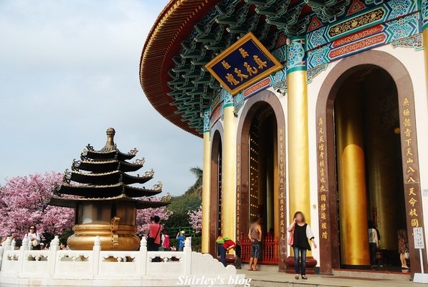 無極天元宮：2015淡水‧天元宮吉野櫻