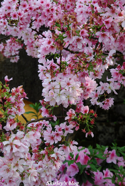 無極天元宮：2015淡水‧天元宮吉野櫻