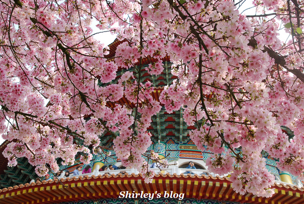 無極天元宮：2015淡水‧天元宮吉野櫻