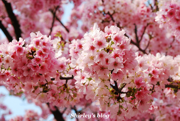 無極天元宮：2015淡水‧天元宮吉野櫻