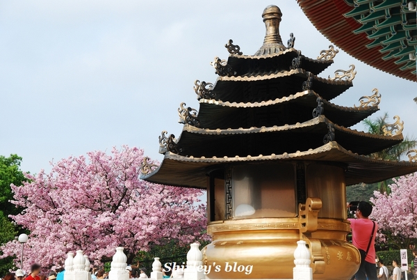 無極天元宮：2015淡水‧天元宮吉野櫻