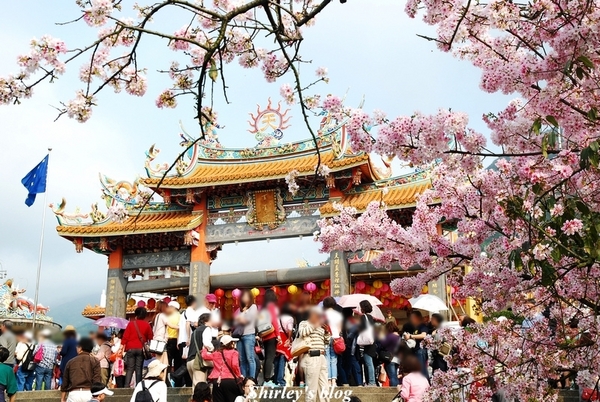 無極天元宮：2015淡水‧天元宮吉野櫻