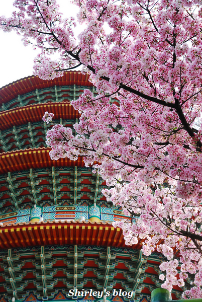 無極天元宮：2015淡水‧天元宮吉野櫻