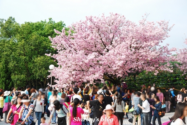 無極天元宮：2015淡水‧天元宮吉野櫻