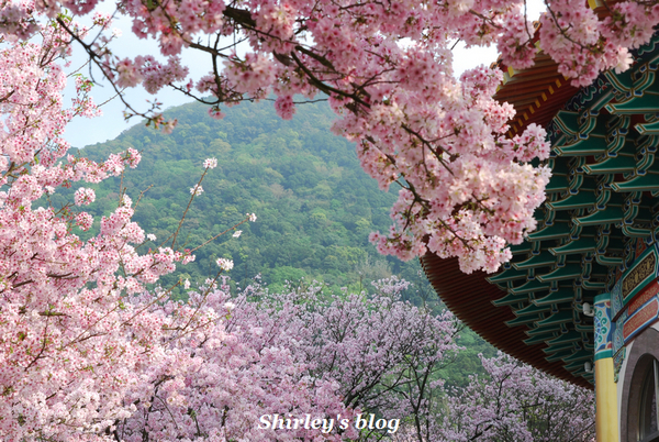 無極天元宮：2015淡水‧天元宮吉野櫻