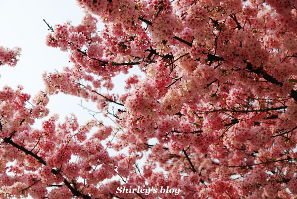 無極天元宮：2015淡水‧天元宮吉野櫻