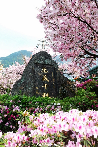 無極天元宮：2015淡水‧天元宮吉野櫻