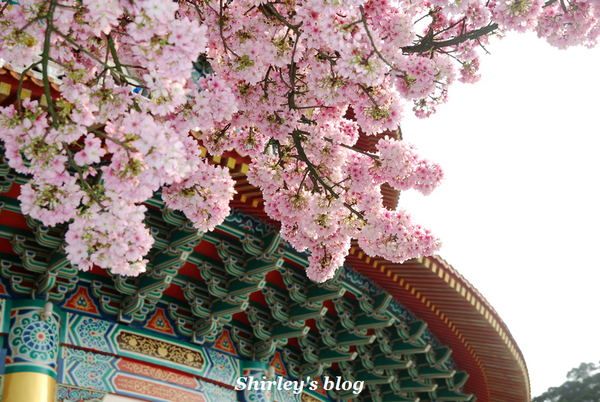 無極天元宮：2015淡水‧天元宮吉野櫻