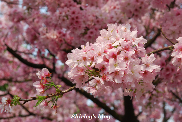 無極天元宮：2015淡水‧天元宮吉野櫻