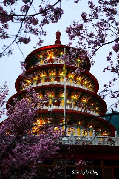 無極天元宮：2015淡水‧天元宮吉野櫻