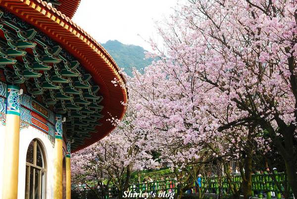 無極天元宮：2015淡水‧天元宮吉野櫻