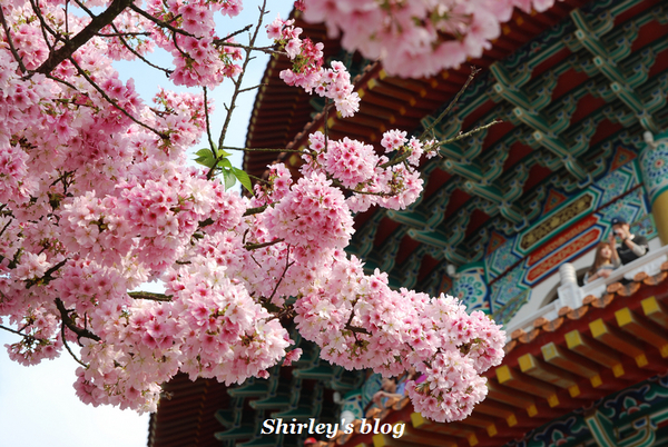 無極天元宮：2015淡水‧天元宮吉野櫻