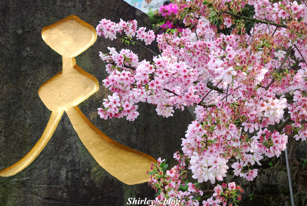 無極天元宮：2015淡水‧天元宮吉野櫻