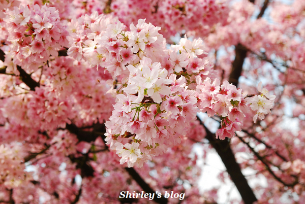 無極天元宮：2015淡水‧天元宮吉野櫻